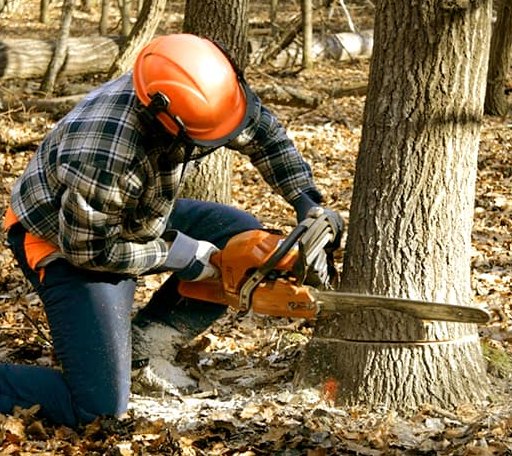 Tree Removal in Savannah, OH